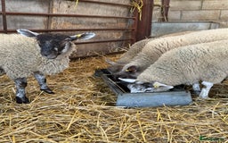 Sheep livestock for sale: Friendly weaned cade lambs - pet home / store  - Image 1