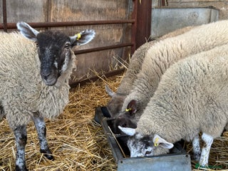 Sheep livestock - Advert 31