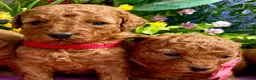 Miniature Poodle dogs for sale: Top Quality, Deep Red, KC Mini Poodles.  - Advert 20