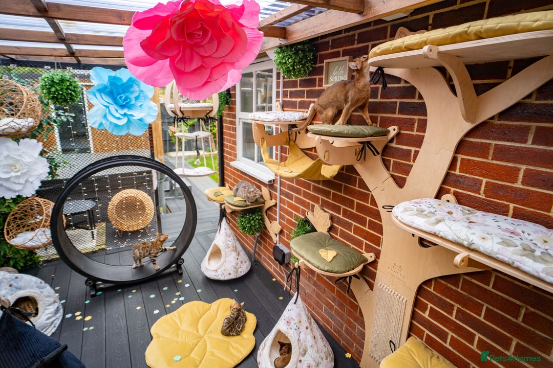 Bengal cats for sale: Stunning Bengal Girl- Top TICA pedigree- Ready NOW - Advert 32