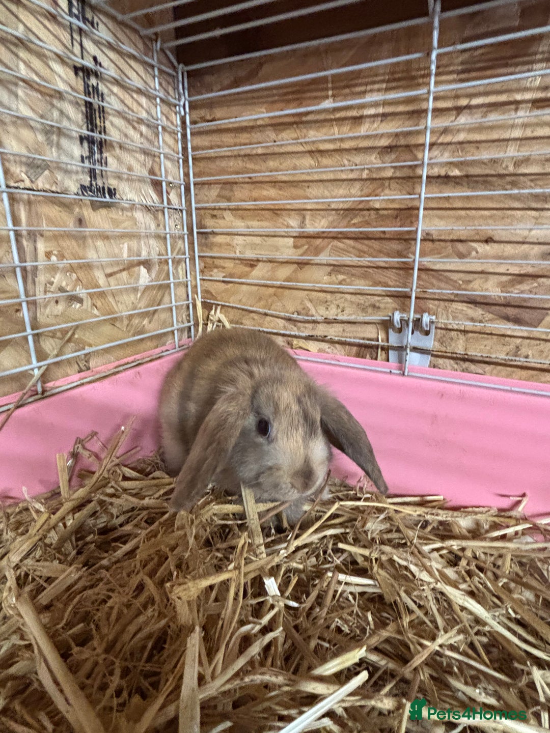 Mixed Breed rabbits for sale: Holland lop x lionhead  - Advert 3