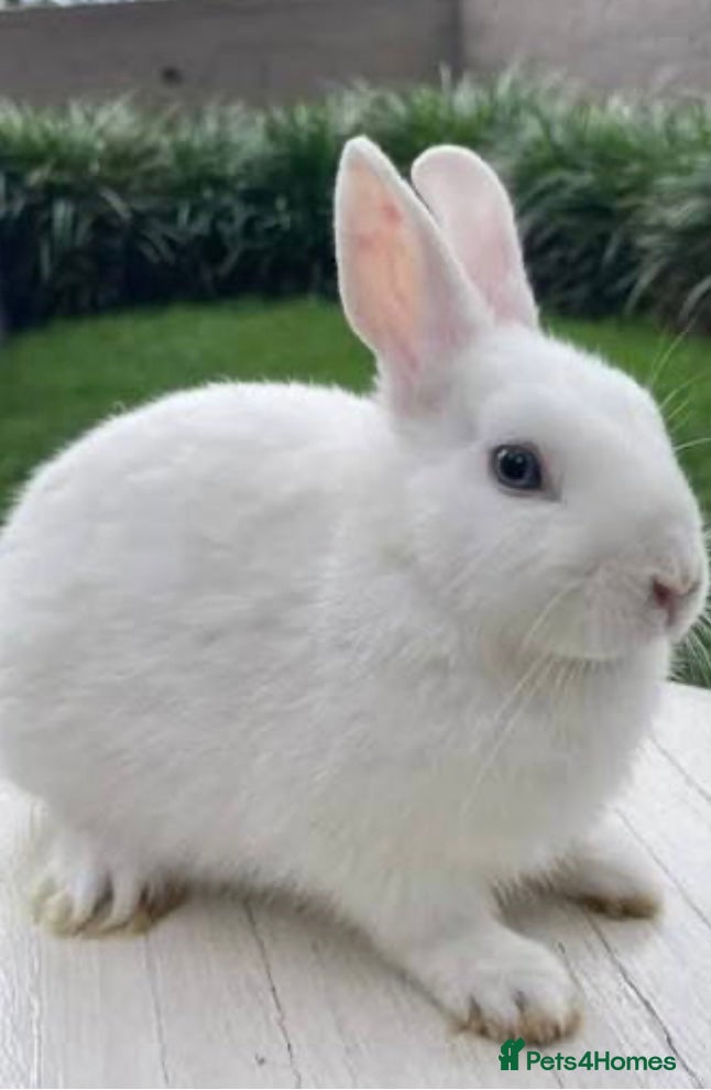 Netherland Dwarf rabbits Male rabbit - Advert 18