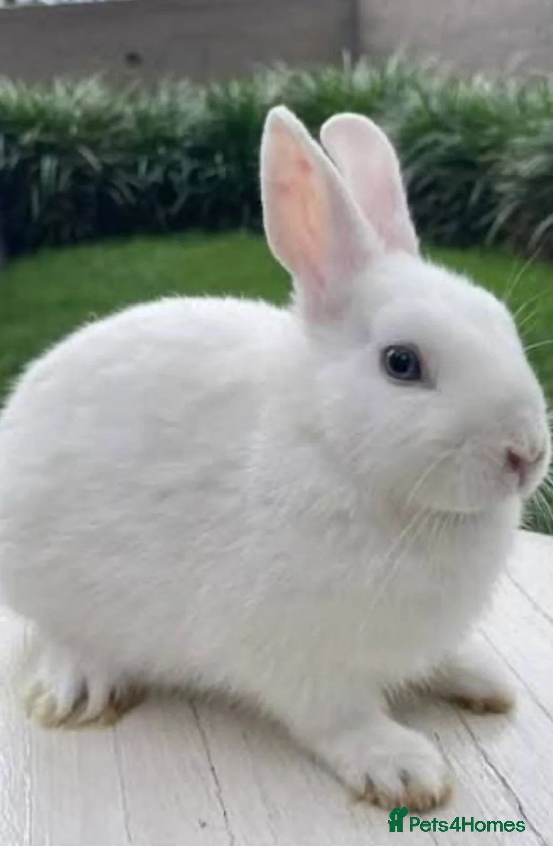 Netherland Dwarf rabbits for sale: Male rabbit in Huddersfield - Advert 1