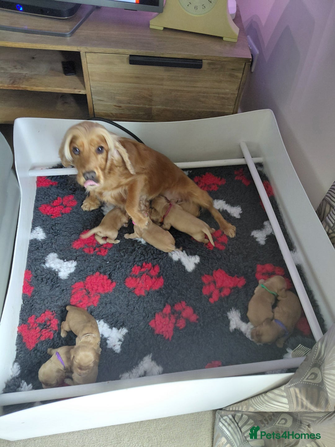 Cocker Spaniel dogs for sale: KC Golden Show Spaniels - Image 5