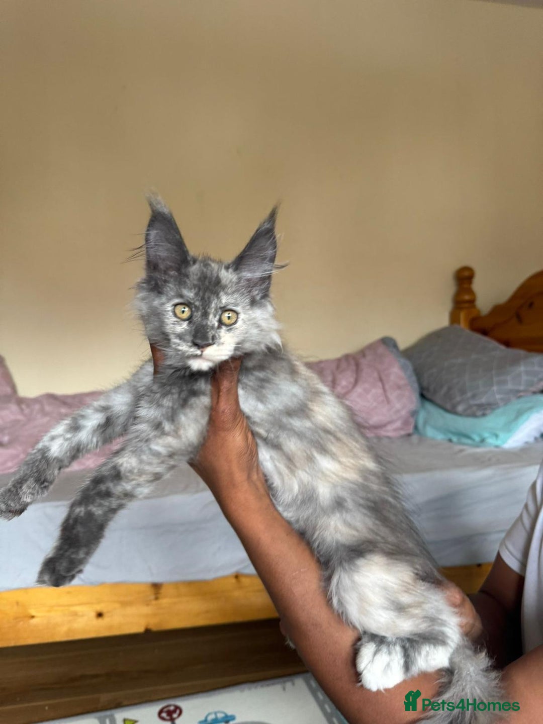 Maine Coon cats for sale: 25% OFF PURE MAINE COONS FROM CHAMPION BLOODLINE! - Image 27