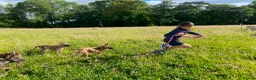 Belgian Shepherd Dog dogs for sale: Dutch Shepherd Puppies - Advert 17