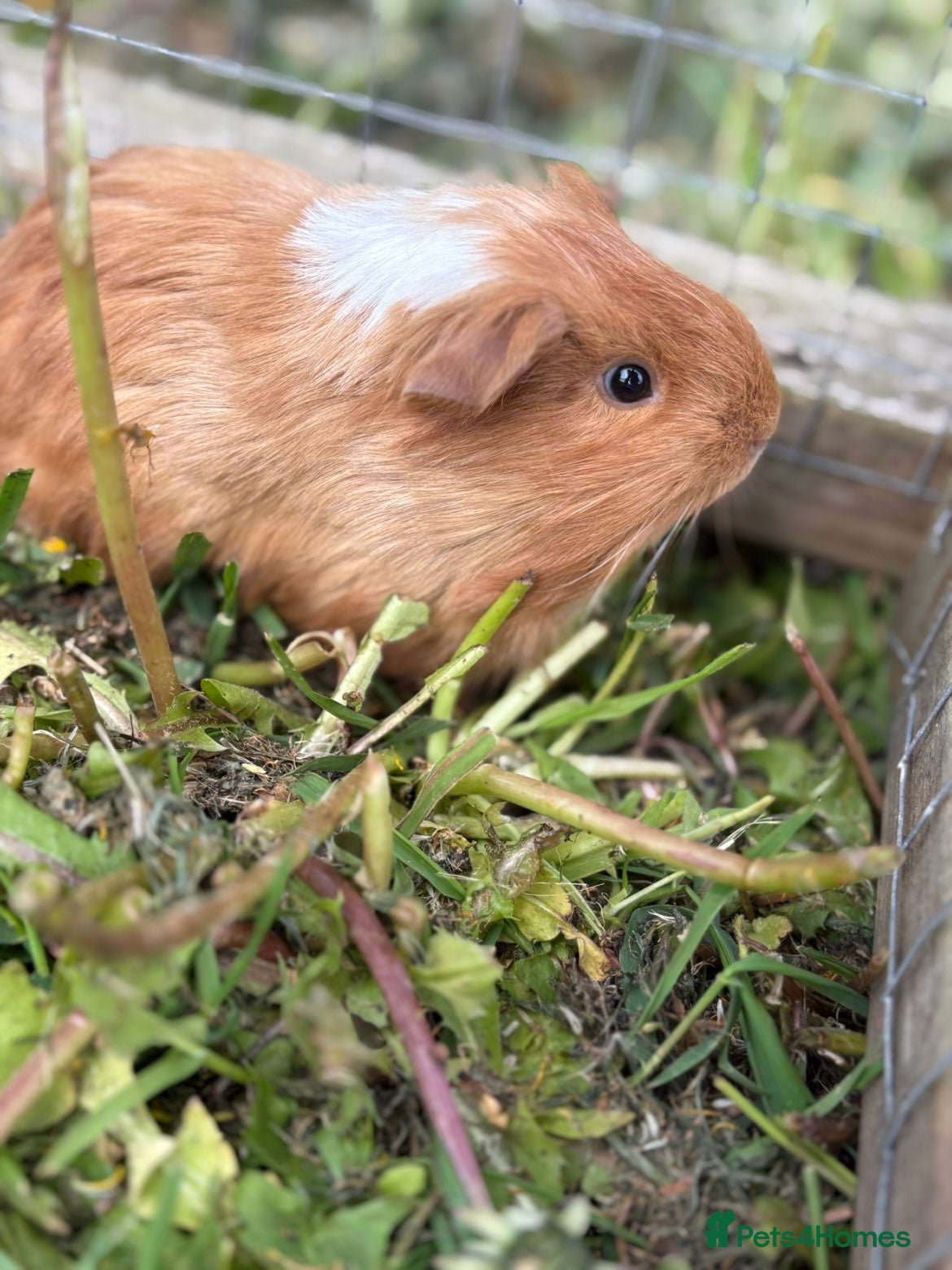 Guinea Pig rodents Baby Guinea Pigs READY NOW  - Advert 2