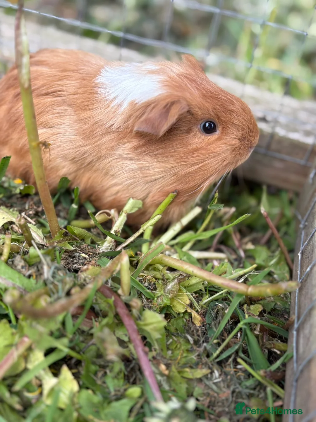 Guinea Pig rodents for sale: Baby Guinea Pigs READY NOW  - Advert 1