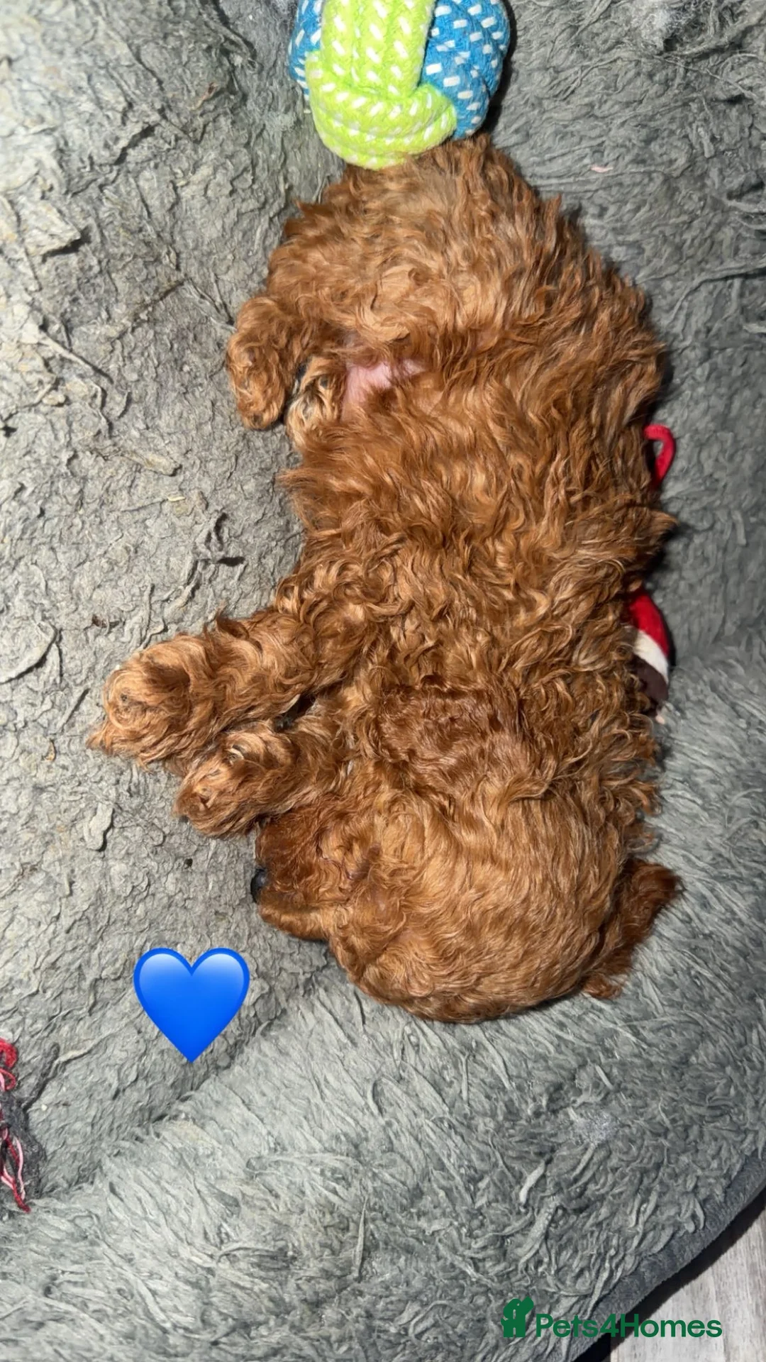 Toy Poodle dogs for sale: Toypoodle💙champion bloodline,kc,dna clear parent  - Advert 8