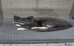 Mixed Breed cats for sale: Beautiful kittens ready now  - Image 6