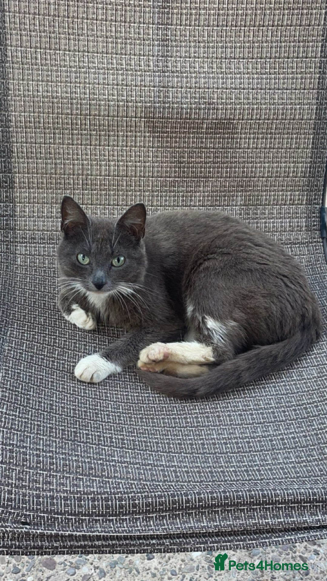 Mixed Breed cats for sale: Beautiful kittens ready now  - Image 6