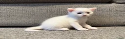 Mixed Breed cats for sale: ** 2 pure white females ** - Advert 2
