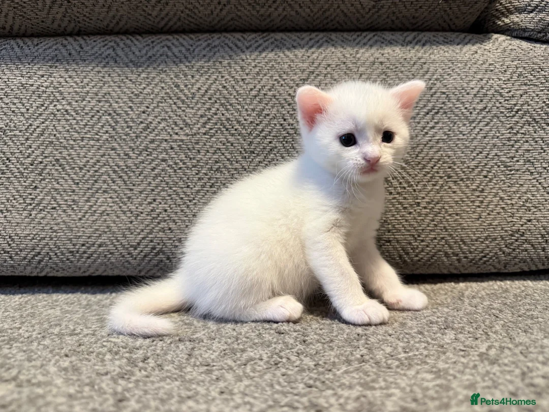 Mixed Breed cats for sale: ** 2 pure white females ** - Advert 2