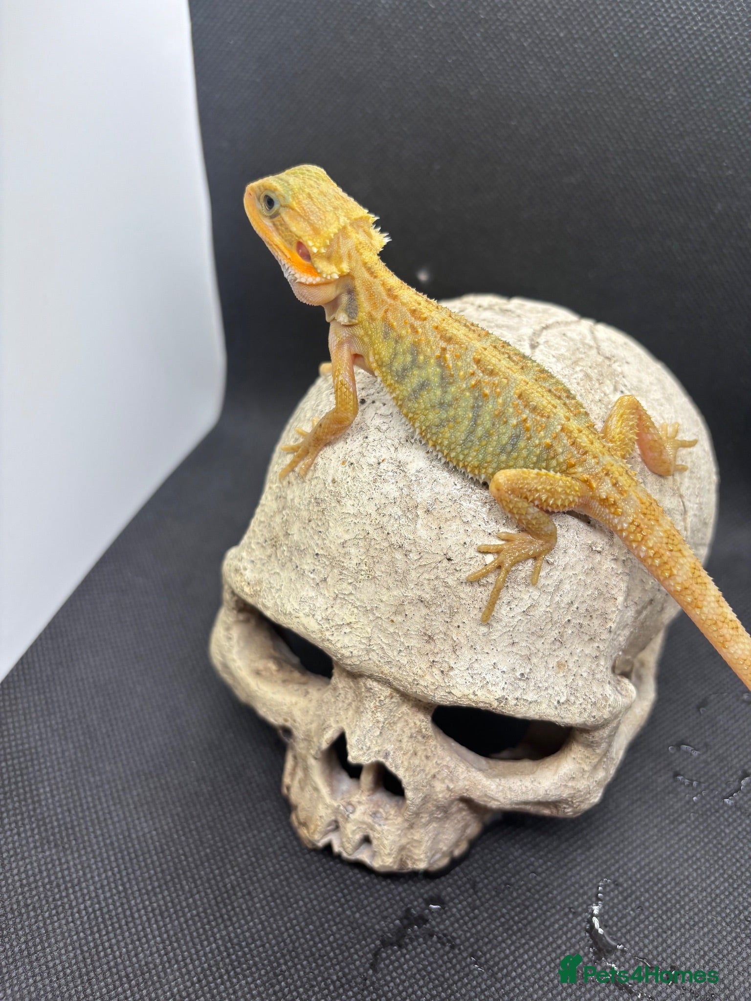Bearded Dragon reptiles Spectacular baby dragons ready now  - Advert 1