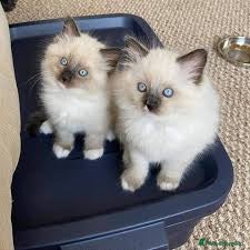 Ragdoll cats beautiful kittens looking for their forever home - Advert 1