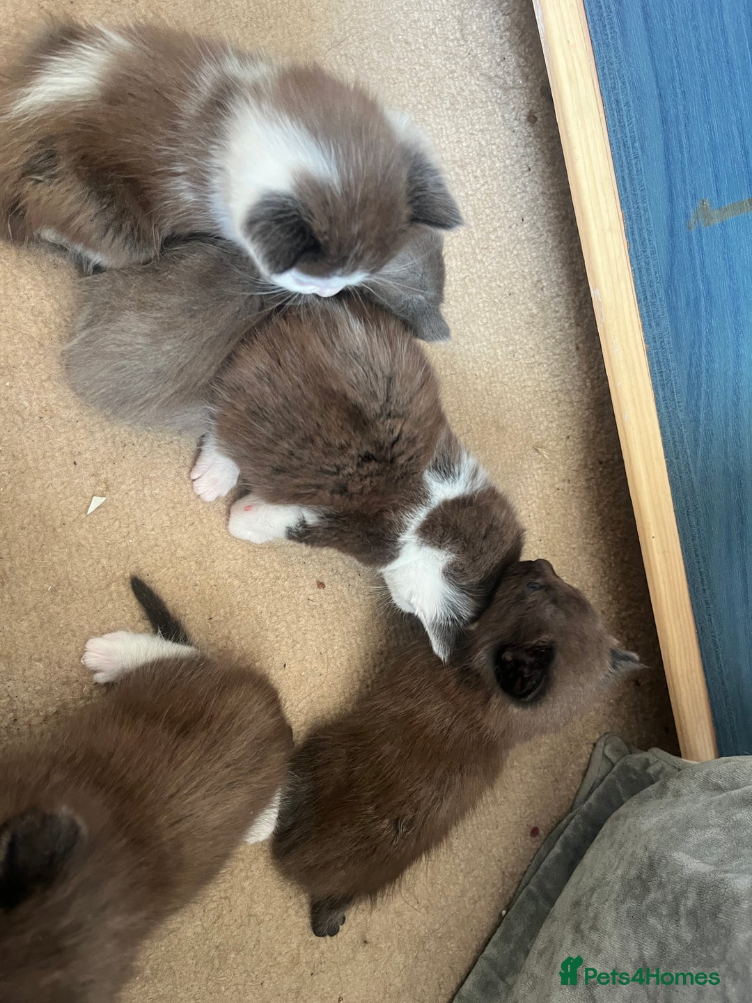 British Shorthair cats for sale: British shorthair x kittens - Image 5