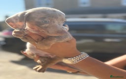 Miniature Dachshund dogs for sale: 7 stunning miniature dachshund puppies - Image 11
