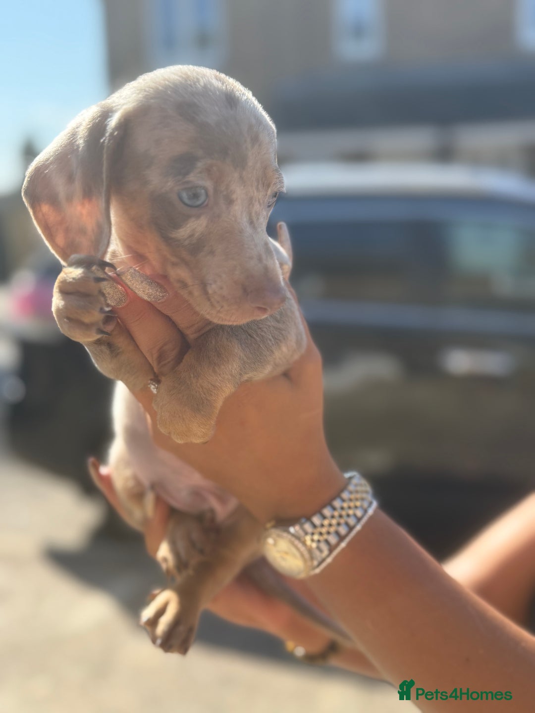 Miniature Dachshund dogs for sale: 7 stunning miniature dachshund puppies - Image 11