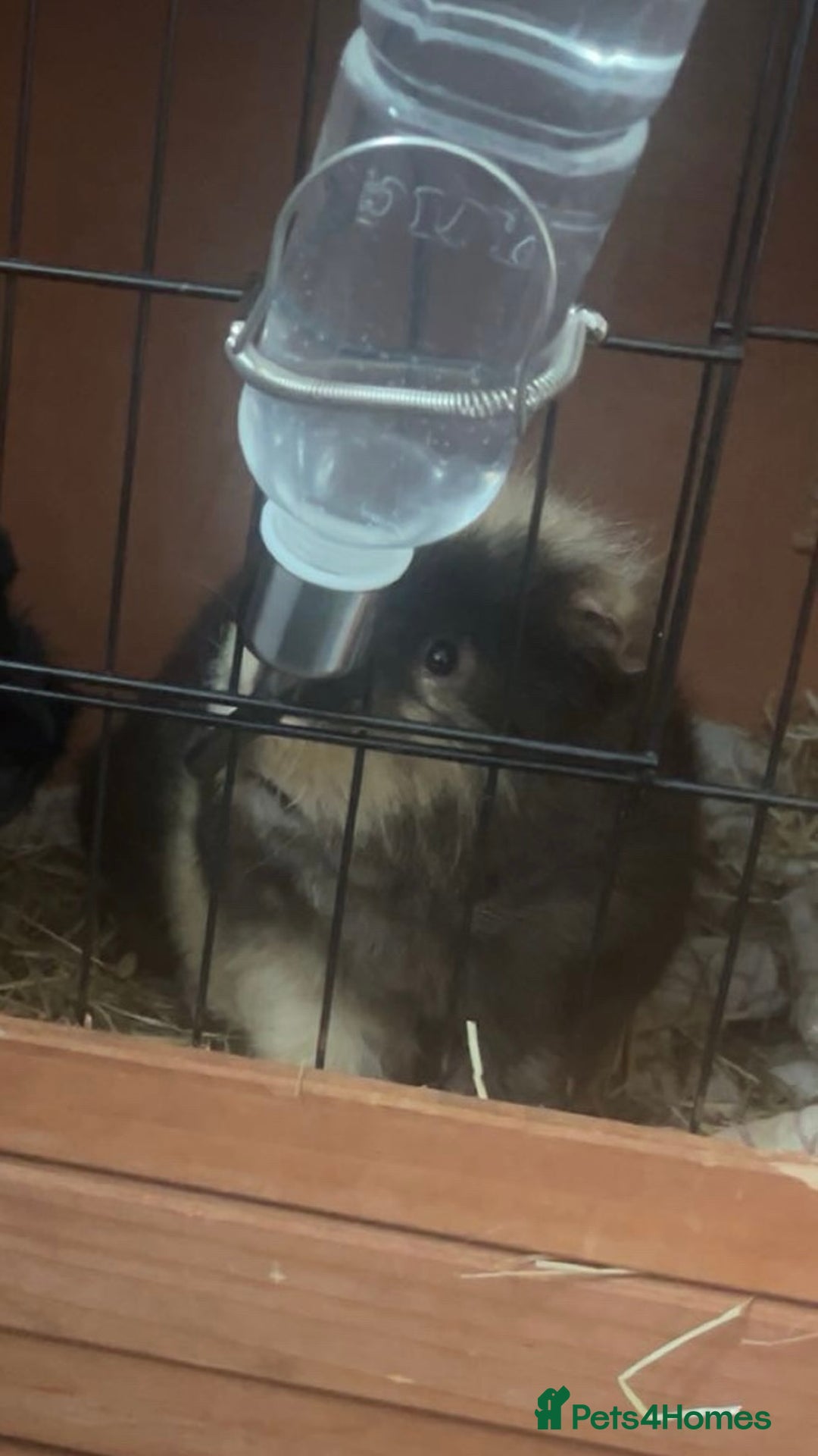 Guinea Pig rodents for sale: caramel the guinea pig  - Advert 4