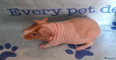 Guinea Pig rodents - Advert 7