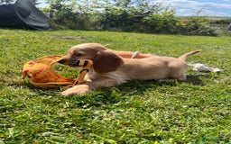 Cocker Spaniel dogs for sale: 🐾Fully Vaccinated Show Cocker Boy 🐾 - Image 6
