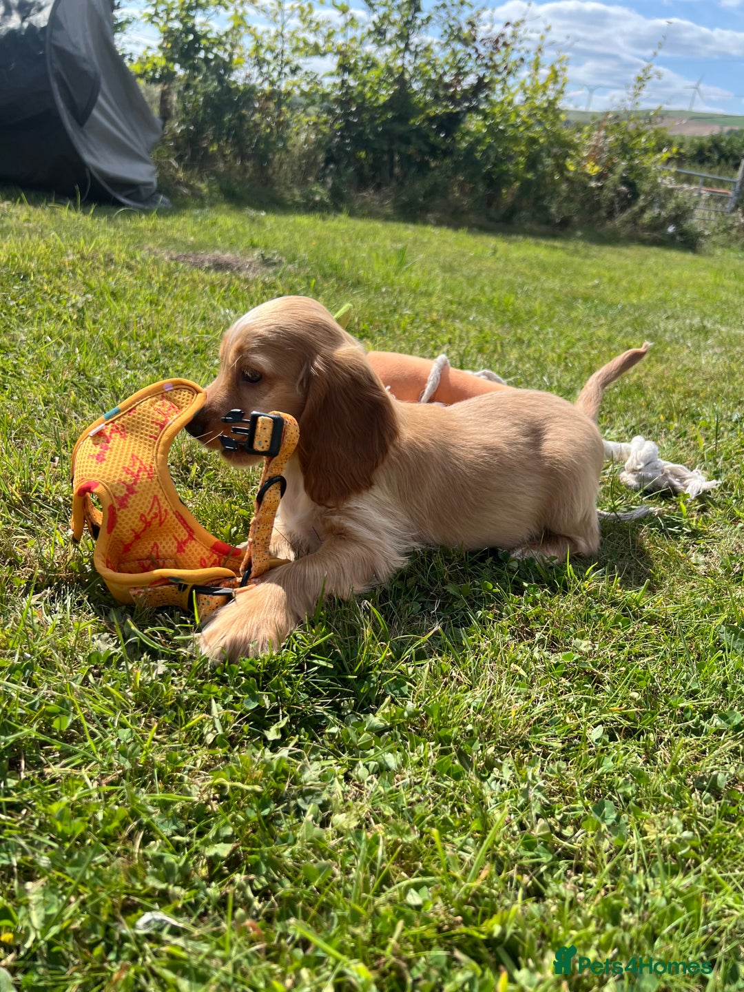 Cocker Spaniel dogs for sale: 🐾Fully Vaccinated Show Cocker Boy 🐾 - Image 6