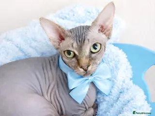 Sphynx cats “Gizmo” Sphynx Mackerel - Advert 1