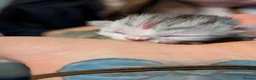 Persian cats for sale: Chinchilla Persian silver tipped kitten's  - Advert 18