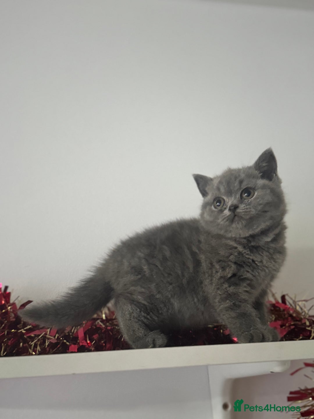 British Shorthair cats for sale: Blue British shorthair  - Advert 6