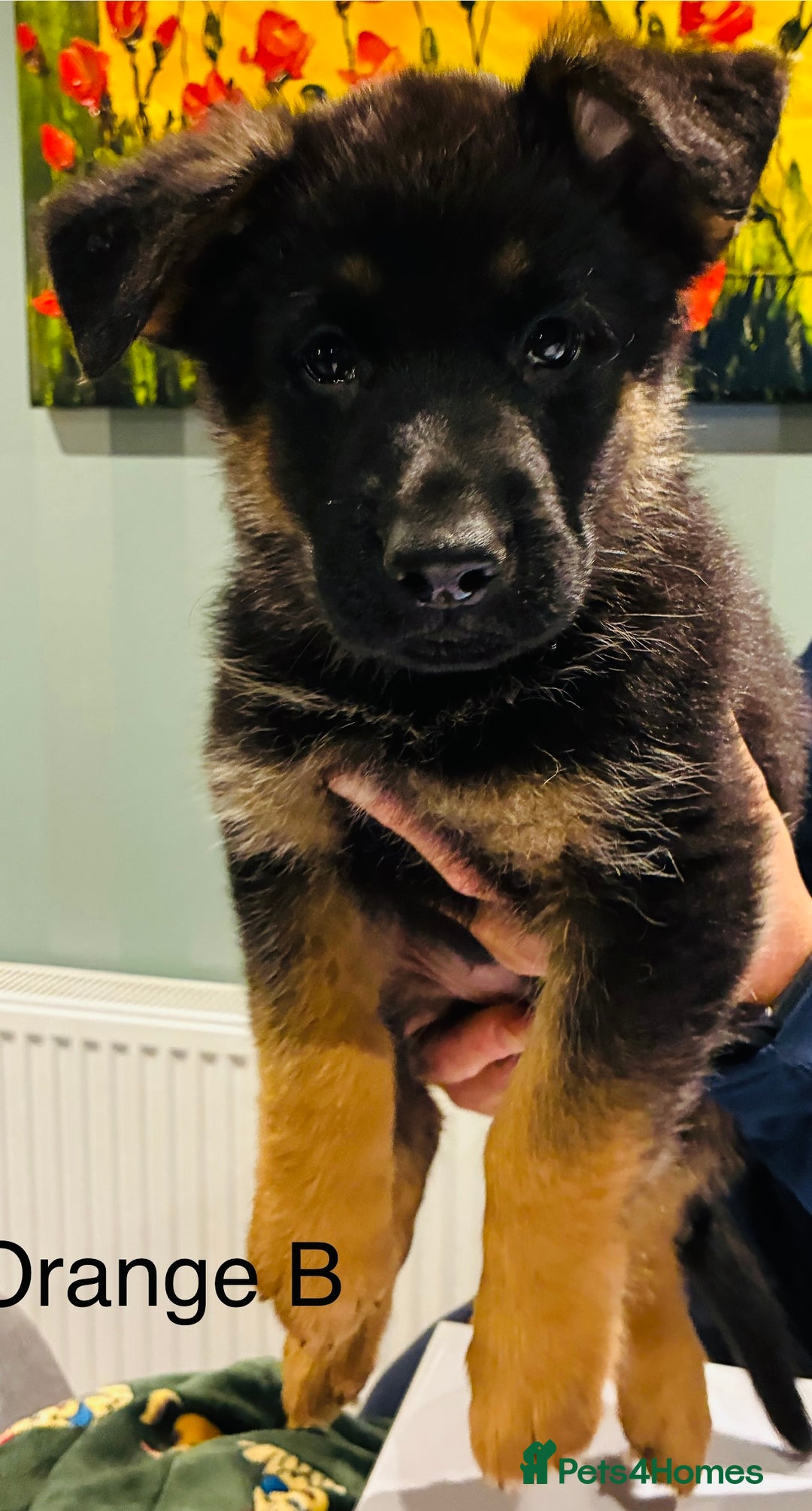 German Shepherd dogs for sale: German Shepherd pups for sale  - Image 1