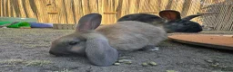 Mixed Breed rabbits for sale: Rabbits for sale - Advert 14