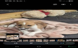 Lurcher dogs for sale: 4 beautiful lurcher puppies  - Image 2