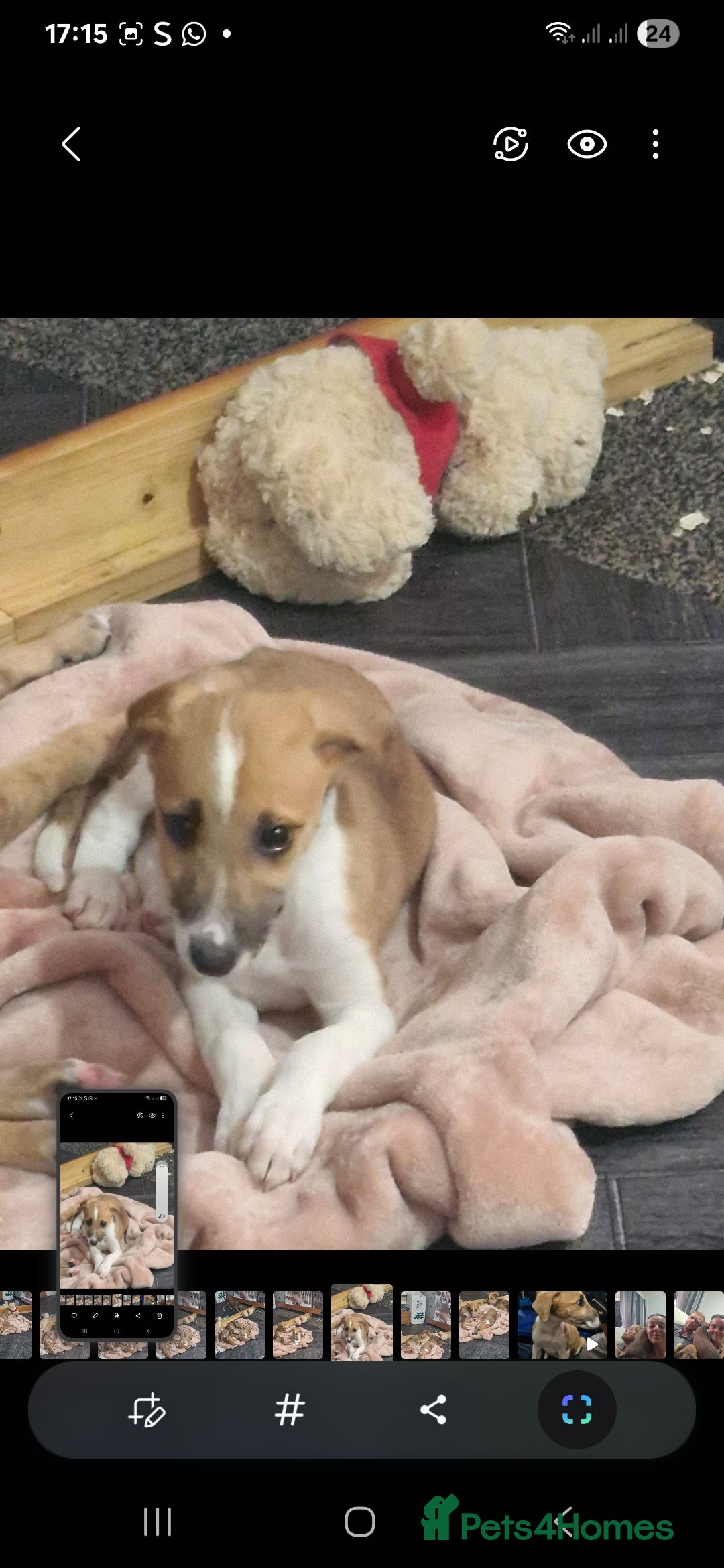 Lurcher dogs for sale: 4 beautiful lurcher puppies  - Image 2