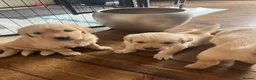 Golden Retriever dogs for sale: Golden Retrievers pure breed puppies - Advert 8