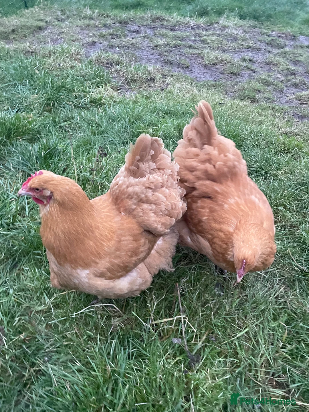 Chickens poultry for sale: Pure Buff Orpington Cockerels  - Advert 8