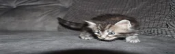 Maine Coon cats for sale: Gorgeous maine coon kittens (2 poly) - Advert 11