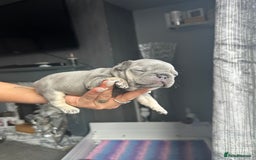 French Bulldog dogs for sale: 2 litters available from Natk9 clinic *JESUS PUPS* - Image 14