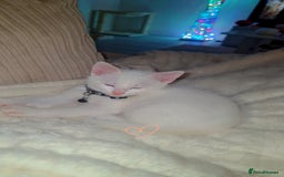 British Shorthair cats for sale: Male White Kitten - Image 6