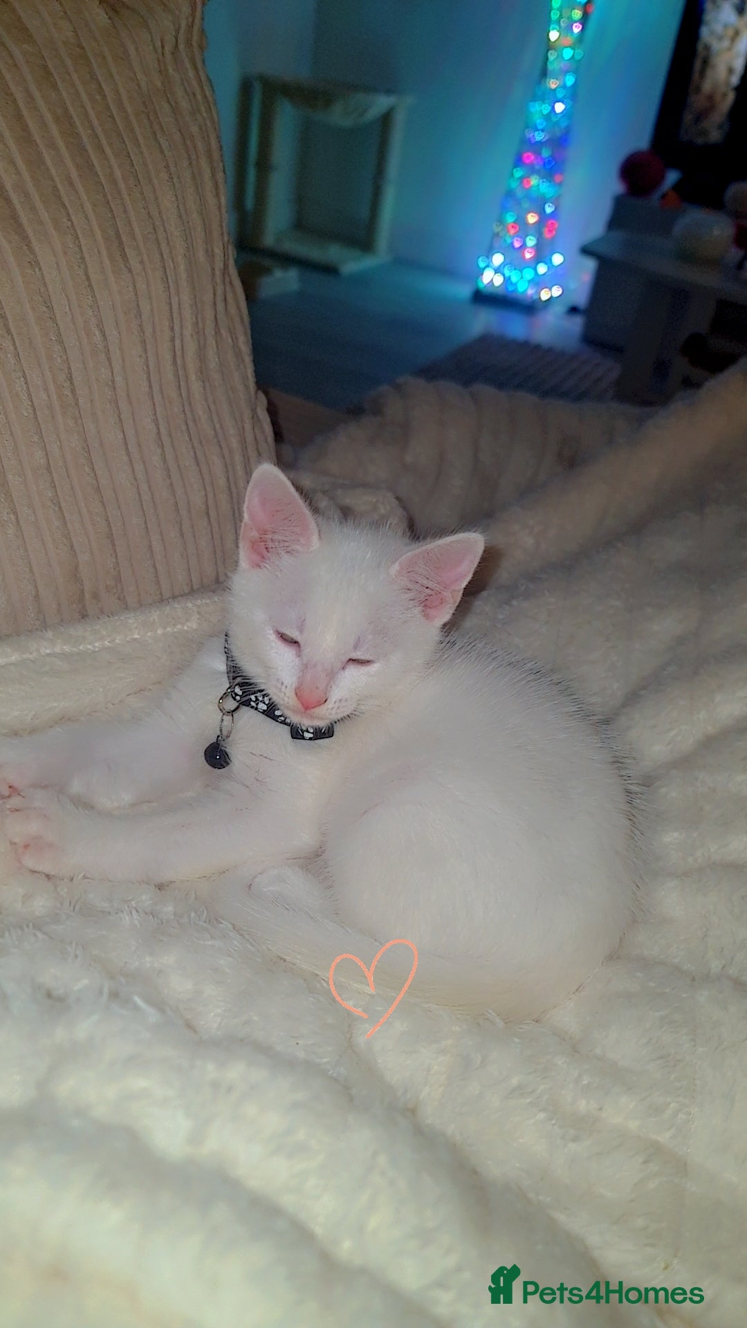 British Shorthair cats for sale: Male White Kitten - Image 6