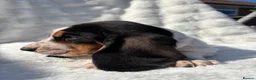Basset Hound dogs for sale: KC bassets now ready to leave  - Advert 5