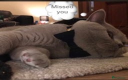 British Shorthair cats for stud: Lilac British Shorthair Stud service only in Huddersfield - Image 5
