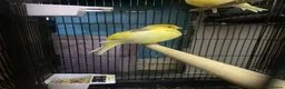 Canaries birds for sale: Fife canaries  - Advert 6