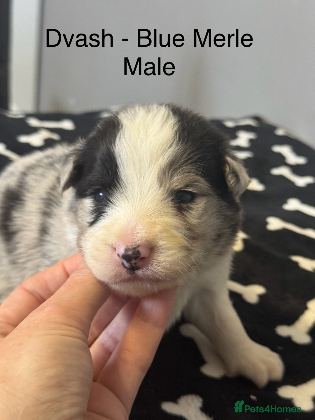 Border Collie dogs for sale: Border Collie (KC reg Pending) Puppies For Sale - Advert 8