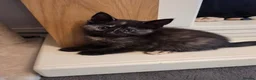 Mixed Breed cats for sale: Very cuddly kittens ready now  - Advert 2