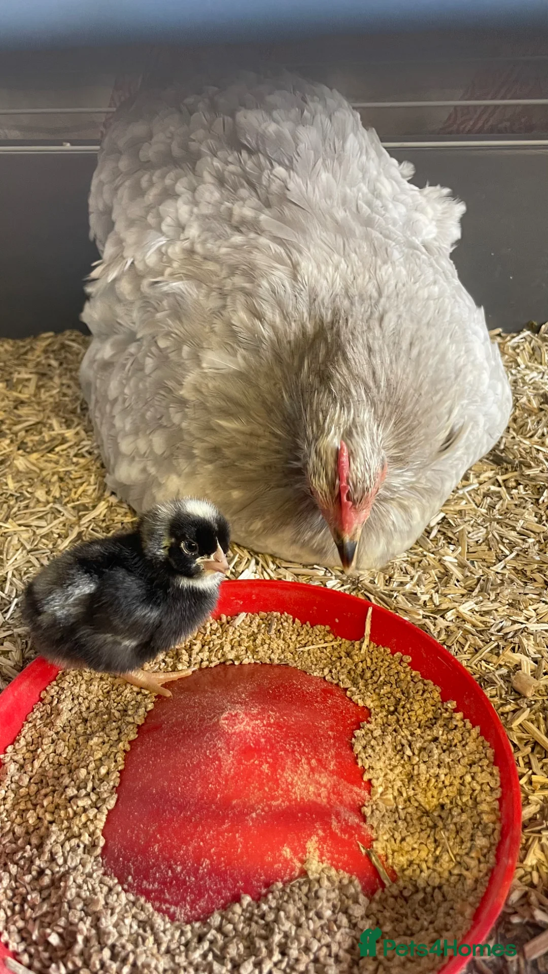 Chickens poultry for sale: Olive Egger/Cream Legbar Hatching eggs in Halesowen - Advert 1