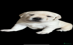 Labrador Retriever dogs for sale: Exceptional quality  - Image 8