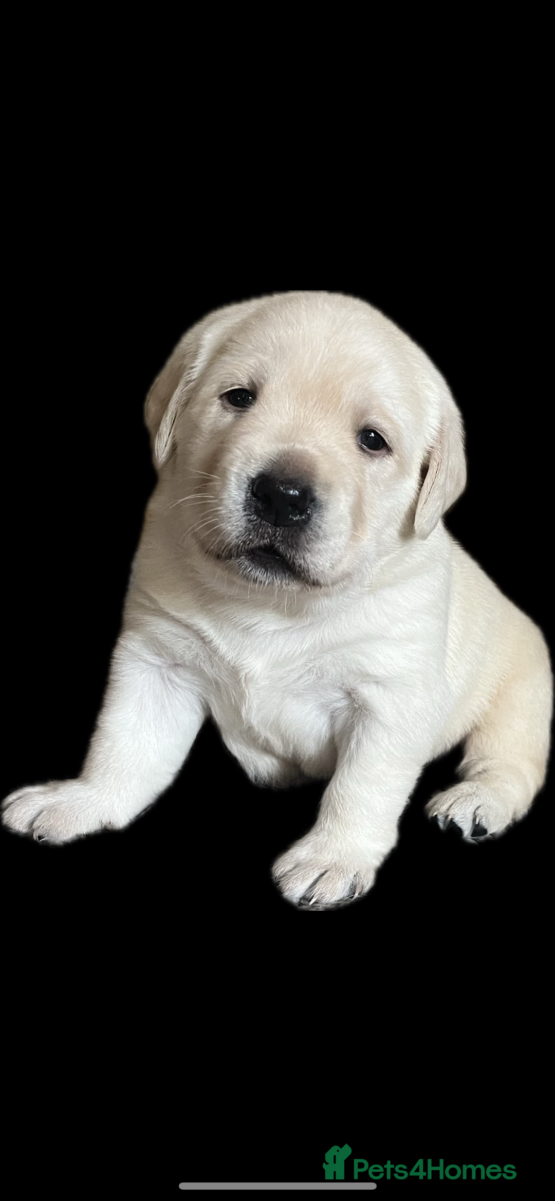 Labrador Retriever dogs for sale: Exceptional quality  - Image 8