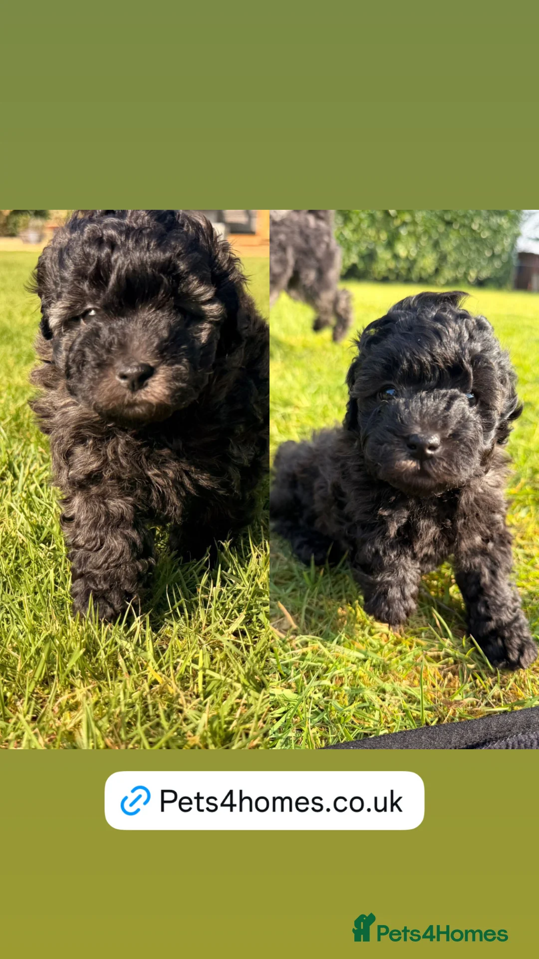 Cavapoochon dogs for sale: Handsome toy Cavapoochon puppies - Advert 1