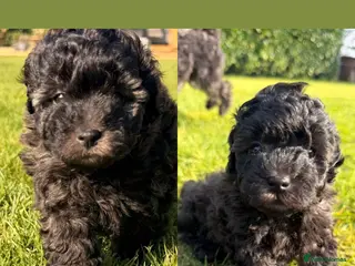 Cavapoochon dogs Handsome toy Cavapoochon puppies - Advert 1