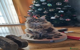 Maine Coon cats for sale: Gorgeous maine coon kittens - Image 14